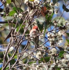 Myzomela sanguinolenta at Broulee, NSW - suppressed