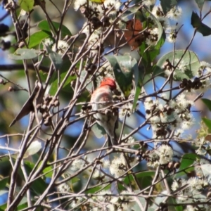 Myzomela sanguinolenta at Broulee, NSW - suppressed