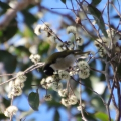 Melithreptus lunatus (White-naped Honeyeater) at Broulee Moruya Nature Observation Area - 8 Oct 2023 by LisaH