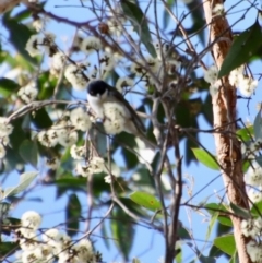 Melithreptus lunatus at Broulee, NSW - suppressed