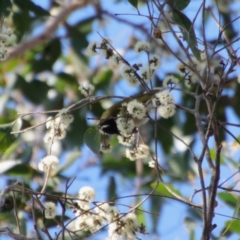 Melithreptus lunatus at Broulee, NSW - 8 Oct 2023