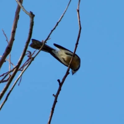 Rhipidura albiscapa (Grey Fantail) at Broulee Moruya Nature Observation Area - 8 Oct 2023 by LisaH