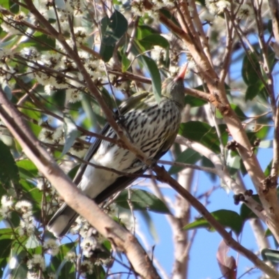 Oriolus sagittatus (Olive-backed Oriole) at Broulee Moruya Nature Observation Area - 8 Oct 2023 by LisaH