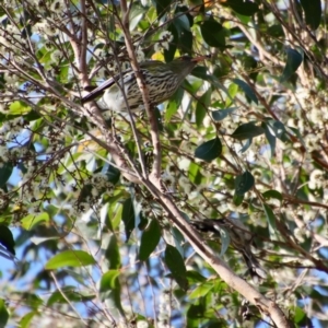 Oriolus sagittatus at Broulee, NSW - suppressed