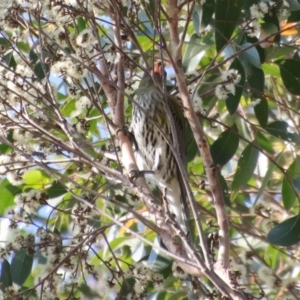 Oriolus sagittatus at Broulee, NSW - suppressed