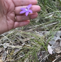 Glossodia major (Wax Lip Orchid) at Point 49 - 8 Oct 2023 by lbradley