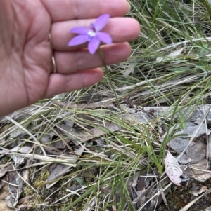 Glossodia major at Aranda, ACT - suppressed