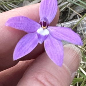 Glossodia major at Aranda, ACT - 8 Oct 2023