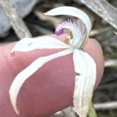 Caladenia ustulata (Brown Caps) at Aranda Bushland - 8 Oct 2023 by lbradley