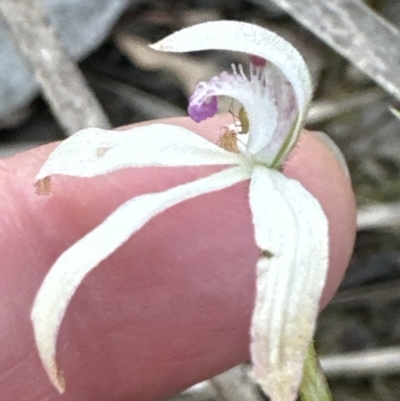 Caladenia ustulata (Brown Caps) at Aranda, ACT - 8 Oct 2023 by lbradley