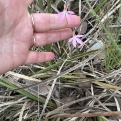 Caladenia carnea (Pink Fingers) at Belconnen, ACT - 8 Oct 2023 by lbradley