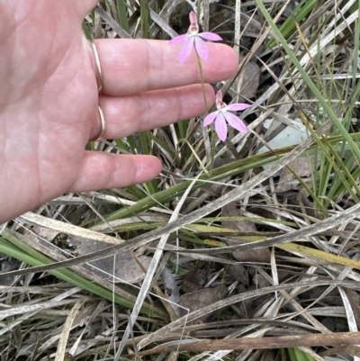 Caladenia carnea (Pink Fingers) at Point 49 - 8 Oct 2023 by lbradley