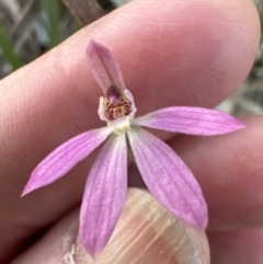 Caladenia carnea at Aranda, ACT - 8 Oct 2023