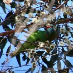 Glossopsitta concinna (Musk Lorikeet) at Broulee Moruya Nature Observation Area - 8 Oct 2023 by LisaH