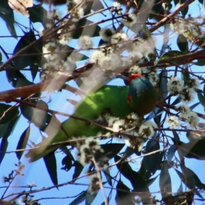 Glossopsitta concinna (Musk Lorikeet) at Broulee, NSW - 8 Oct 2023 by LisaH