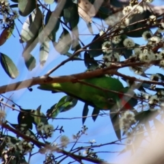 Glossopsitta concinna at Broulee, NSW - 8 Oct 2023