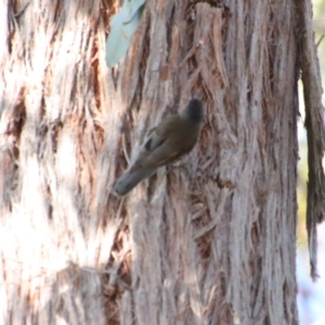 Cormobates leucophaea at Broulee, NSW - 8 Oct 2023