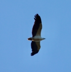 Haliaeetus leucogaster (White-bellied Sea-Eagle) at Broulee Moruya Nature Observation Area - 8 Oct 2023 by LisaH