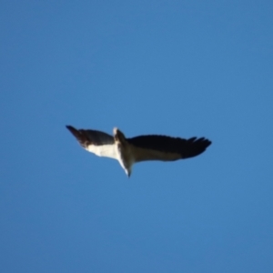 Haliaeetus leucogaster at Broulee, NSW - suppressed