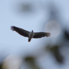 Haliaeetus leucogaster at Broulee, NSW - 8 Oct 2023