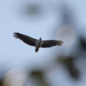 Haliaeetus leucogaster at Broulee, NSW - suppressed