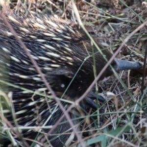 Tachyglossus aculeatus at Moruya, NSW - suppressed