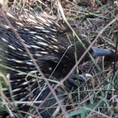 Tachyglossus aculeatus (Short-beaked Echidna) at Broulee Moruya Nature Observation Area - 8 Oct 2023 by LisaH