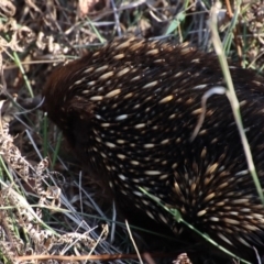 Tachyglossus aculeatus at Moruya, NSW - suppressed