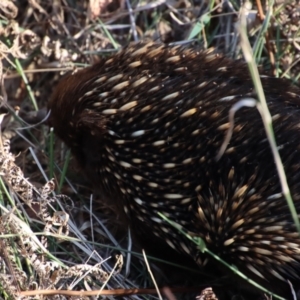 Tachyglossus aculeatus at Moruya, NSW - 8 Oct 2023