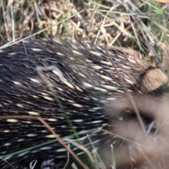 Tachyglossus aculeatus at Moruya, NSW - suppressed