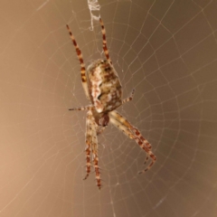 Plebs eburnus (Eastern bush orb-weaver) at O'Connor, ACT - 8 Oct 2023 by ConBoekel