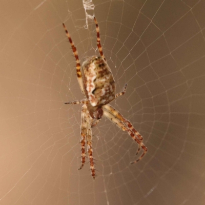 Plebs eburnus (Eastern bush orb-weaver) at O'Connor, ACT - 8 Oct 2023 by ConBoekel