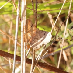 Dissomorphia australiaria (Dashed Geometrid, Ennominae) at O'Connor, ACT - 8 Oct 2023 by ConBoekel