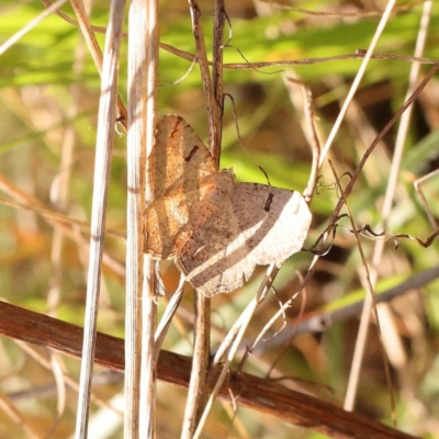 Dissomorphia australiaria (Dashed Geometrid, Ennominae) at O'Connor, ACT - 7 Oct 2023 by ConBoekel