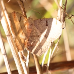 Dissomorphia australiaria at O'Connor, ACT - 8 Oct 2023 09:43 AM