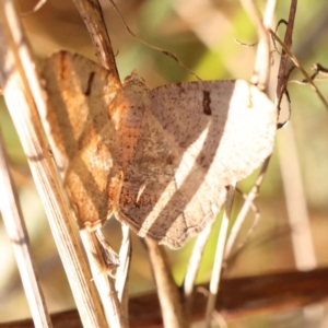 Dissomorphia australiaria at O'Connor, ACT - 8 Oct 2023