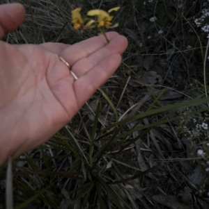 Diuris nigromontana at Aranda, ACT - suppressed