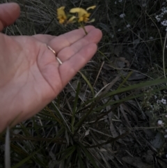 Diuris nigromontana (Black Mountain Leopard Orchid) at Aranda Bushland - 8 Oct 2023 by lbradley