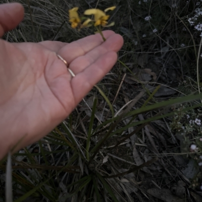 Diuris nigromontana (Black Mountain Leopard Orchid) at Belconnen, ACT - 8 Oct 2023 by lbradley