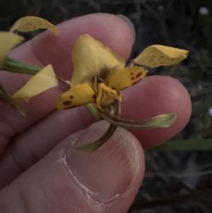 Diuris nigromontana at Aranda, ACT - suppressed