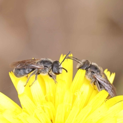 Lasioglossum (Chilalictus) lanarium (Halictid bee) at Dryandra St Woodland - 7 Oct 2023 by ConBoekel