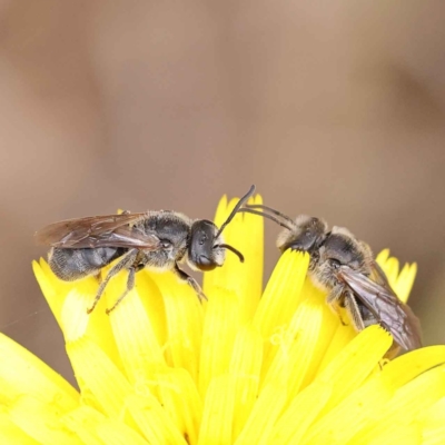 Lasioglossum (Chilalictus) lanarium (Halictid bee) at O'Connor, ACT - 7 Oct 2023 by ConBoekel