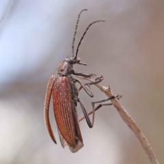 Homotrysis sp. (genus) (Darkling beetle) at Dryandra St Woodland - 8 Oct 2023 by ConBoekel