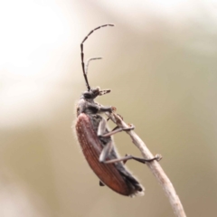 Homotrysis sp. (genus) at O'Connor, ACT - 8 Oct 2023 11:01 AM