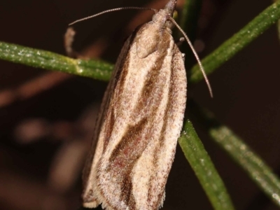 Epiphyas aulacana (A Tortricid moth (Tortricinae)) at O'Connor, ACT - 8 Oct 2023 by ConBoekel