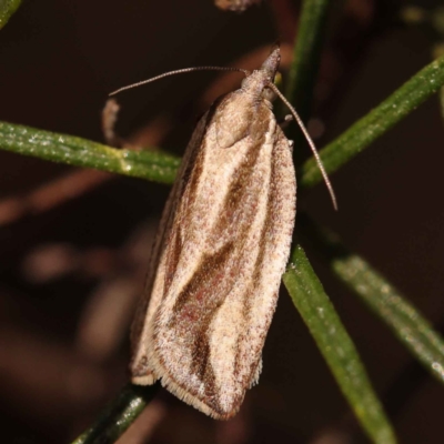 Epiphyas aulacana (A Tortricid moth (Tortricinae)) at Dryandra St Woodland - 8 Oct 2023 by ConBoekel