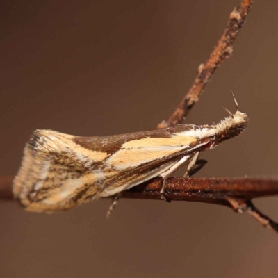 Thema protogramma (A concealer moth) at O'Connor, ACT - 8 Oct 2023 by ConBoekel