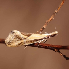 Thema protogramma at O'Connor, ACT - 8 Oct 2023 11:06 AM