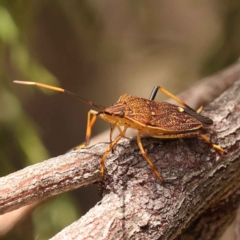 Poecilometis strigatus (Gum Tree Shield Bug) at O'Connor, ACT - 8 Oct 2023 by ConBoekel