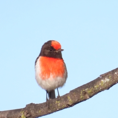 Petroica goodenovii (Red-capped Robin) at Gungahlin, ACT - 8 Oct 2023 by BenW